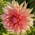 Dahlia Fairway Spur